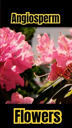 🌷What’s an Angiosperm? What are Angiosperms? What Flowering Plants Called? Angiosperm Pronounce