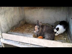LA SAILLIE CHEZ LES LAPINS - C.A.E N°2│POULE JARDIN