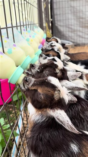 Goat Mommy (@goldenmeadowgoats)’s videos with suara asli - 𝐊𝐞𝐧𝐧. - 𝐒𝐚𝐧𝐨.