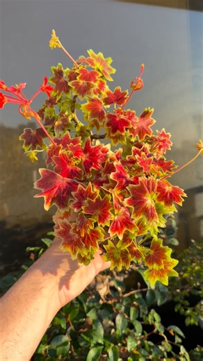 1.1K views · 31 reactions | Aquela beleza que só um bom cultivo de Pelargonium ‘Vancouver Centennial’ pode mostrar! 朗✨ Já deixa o teu like que ele merece kkkk  Uma ótima semana, pessoal!  #bonsaieciencia #plantas #bonsai | profcarlos_leite | Facebook