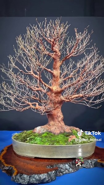 Incredible Bonsai Trees: Discover Unique Art Forms