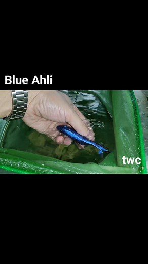 14 reactions · 8 comments | #breedingafricancichlids #africancichlids #cichlids #tropicalfishbreeding #HappyFishKeeping | TWC Tropical fish Collections | Facebook