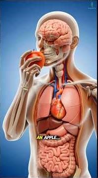 What Happens Inside Your Body When You Eat an Apple? 🍎 | 3D Medical Animation