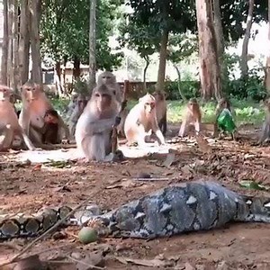 A python hunted and swallowed a monkey where the other members of the troop watched. | Teachers' Nook