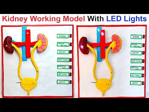 kidney working model (3d) with led lights science project exhibition - diy - craftpiller