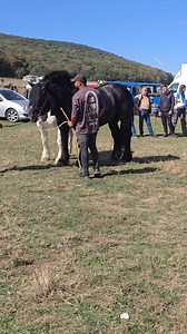 #Codlea #roxynafatacailor #pasiune #caifrumosi #caiRomaniei #Romania | Roxana Gheorghiu