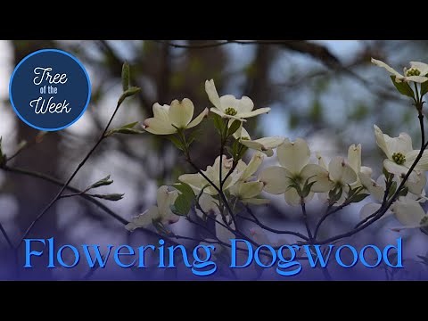 Tree of the Week: Flowering Dogwood