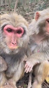 Monkey Daily Moments #animalvideos #funnyanimals #wildlife #monkey #cutemonkey