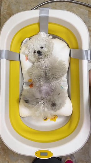 How can a puppy be this well-behaved during bath time? 🥹🛁 #DogBath #LikeABaby #DailyPuppy #CuteDog #PetLife