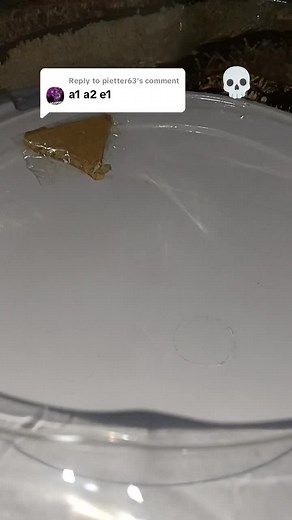 Replying to @pietter63 this combo so insane💀#battle #beybladeburst #fyppppppppppppppppppppppp #bismillahfyp #beyblade #plsfyp #combobeyblade #combo #worldspriggan