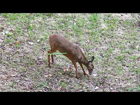 She Got 2 Deer Back To Back! Both Dropped In Sight! Pennsylvania Bowhunting 2025 Evianna Double Doe