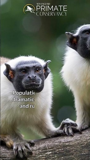 Pied Tamarins in 34 seconds—Live in small bonded family groups