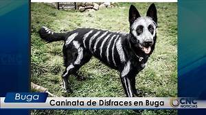 Para el próximo 23 de octubre se llevará a cabo en Buga Una Caninata de Disfraces, el evento que es organizado por el comité de Ganaderos de Buga espera reunir, entorno a esta tradicional fiesta, a las familias y sus mascotas y podrán competir con sus mejores disfraces por la premiación que entregará la organización. La ejecutiva de caninos, extiende la invitación para que se inscriban a este evento. | CNC BUGAVISION