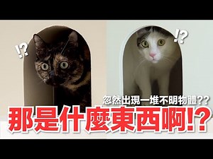 【好味小姐】全家貓咪都疑惑？新家出現一堆不明物體？｜好味貓日常170