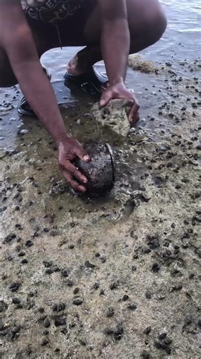 Crabs Trapped in Coconut 🥥🦀😲
