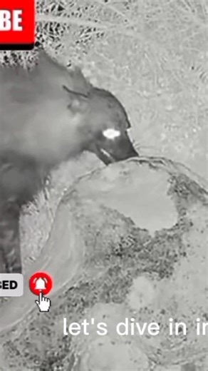 Beyond Power: 10 of the World’s Fiercest Predators 😰😨😨