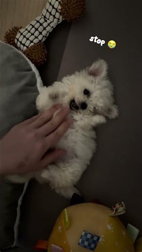 You found my dog’s tickle spot 😂