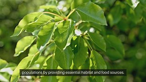 Starting Seeds for a Butterfly Garden