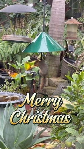 Squirrel baffle #squirrel #backyardwildlife #squirrels #birdfeeder