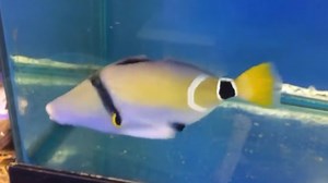 灰锉鳞鲀 Rhinecanthus cinereus （yt@Fluid Dynamics International