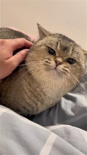 Cats Gone Crazy 😂🐱 | Ultimate Funny Cat Moments