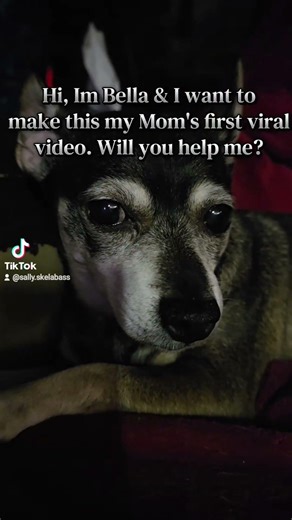 Will you help me help her? #dogpack #dogmom #chihuahua