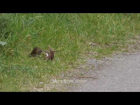 A Weasel catching a Bank Vole