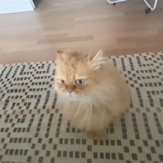 داستان‌های من و روبی این قسمت جنگجویان کوهستان 😂 #ورزش_درخانه #خرگربه #اتریش #گربه_خانگی #cat