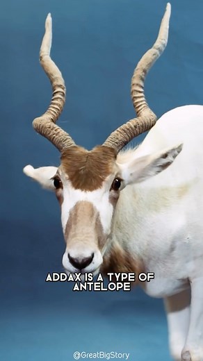 4.5K views · 83 reactions | Addax  One Of The Most Endangered Animals In The Wild #addax #addaxantelope #antelope #endangeredspecies #endangeredanimals #rareanimals #wildanimals #saharadesert #desertanimals #wildlifeonearth | 1 Minute Animals | Facebook