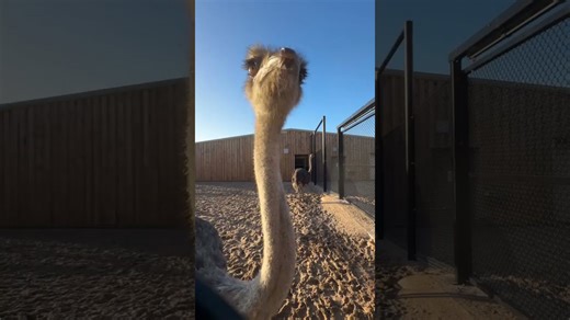 Ostriches strut around with funny, bold energy
