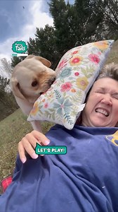 It's always a labrador 🤣 🐕 | Furry Tails