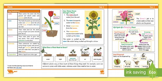 Science: Plants: Year 3 Knowledge Organiser
