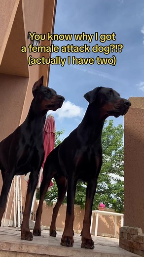 Female vs Male Dobermanns: Protection Comparison