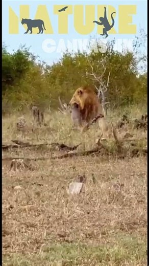 Male Lion's Shocking Warthog Rescue from Pride – Screams Echo in Epic Twist!