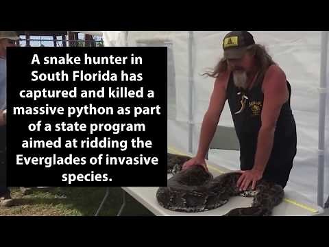 Everglades Snake Hunter Captures, Kills Massive Python