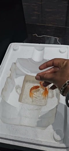 mini goldfish breeding setup #shorts #ytshorts