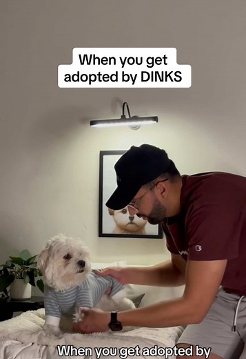 Maltipoo Puppy: The Joy of Adoption with DINKS