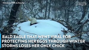 Bald Eagle That Went Viral for Protecting Her Eggs Through Winter Storms Loses Her Only Chick