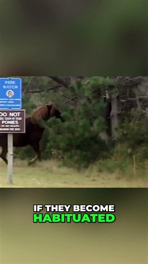 Protecting Wildlife: Preserve Their Wildness and Independence #shorts