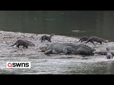 Brave otters dodge crocodile’s jaws and chew on its tail | SWNS