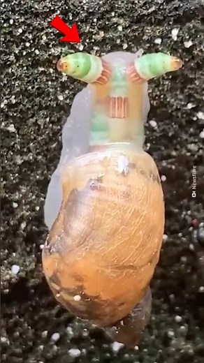 This Snail Is Controlled by a Parasite!
