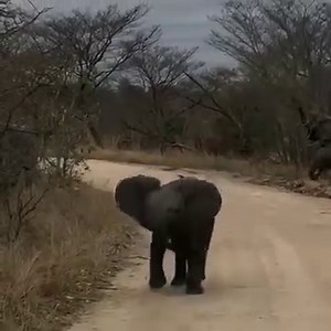 182K views · 2.7K reactions | An elephant at the Kruger National Park shows guests who the real boss of the bush is.  @jocksafari | Getaway Magazine | Facebook