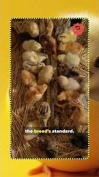 Feed Conversion Ratio Calculation in Poultry Farming