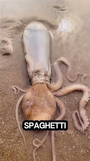 8 Arms. No Bones. Infinite Escape Tricks #shorts