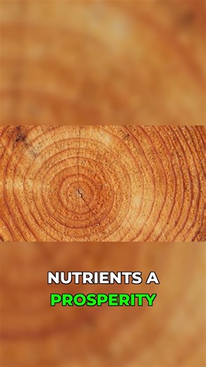 This Tree Ring Pattern Shows Exactly When Disaster Struck #history #climate