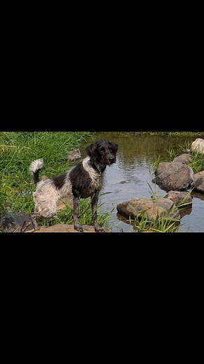 We bred these German Shorthaired Pointer Poodles #GSPP to create a lower shedding, more hypoallergenic birddog for hunters with allergies. #hypoallergenicbirddogs #pointerdoodlesofinstagram #huntingdog #hypoallergenicdogs #4kawe | German Shorthair Pointer Poodle