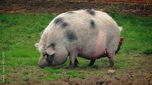 Pig And Chicken On The Farm