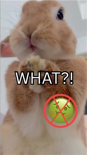 Most People Don't Know This About Bunnies😬