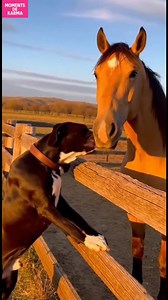 Le baiser du chien surprend le cheval! 😂 Regardez le baiser du chien qui surprend le cheval! #fblifestyle #AI Generated using Kling AI . . . (À des fins de divertissement uniquement. Consulter des professionnels si des conseils sur les activités sont présentés. Aucune affiliation à une marque n'est implicite si elle est représentée. Si le contenu s'inspire d'événements réels, des adaptations créatives peuvent être incluses. Le contenu peut inclure des images publiques.) | Fabiosa - Rendez-le pl