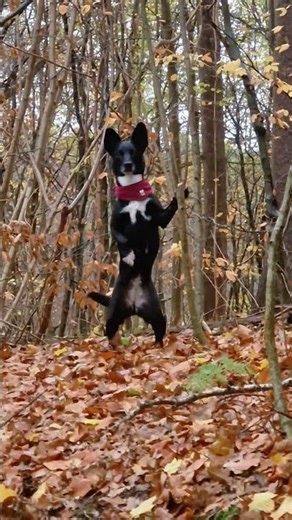 Get Up, Stand Up - Maja macht’s vor 😂🐶✊